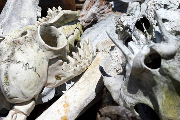 istock Pile of Skull & Bones 181142733