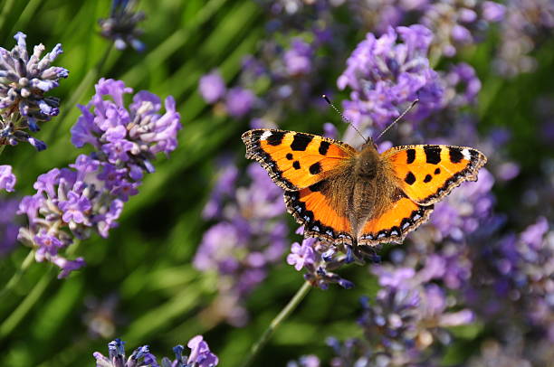 istock Small Tortoiseshell Butterfly, U.K. 181142739