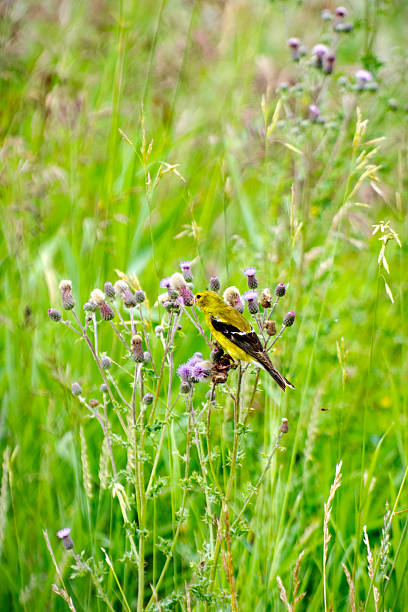 Female American goldfinch, Carduelis tristis, is a duller yellow than the male. Feeding on Canada thistle, Cirsium arvense. Horicon Marsh State Wildlife Area (adjacent to Horicon National Wildlife Refuge), Wisconsin, USA. Ramsar List of Wetlands of International Importance.