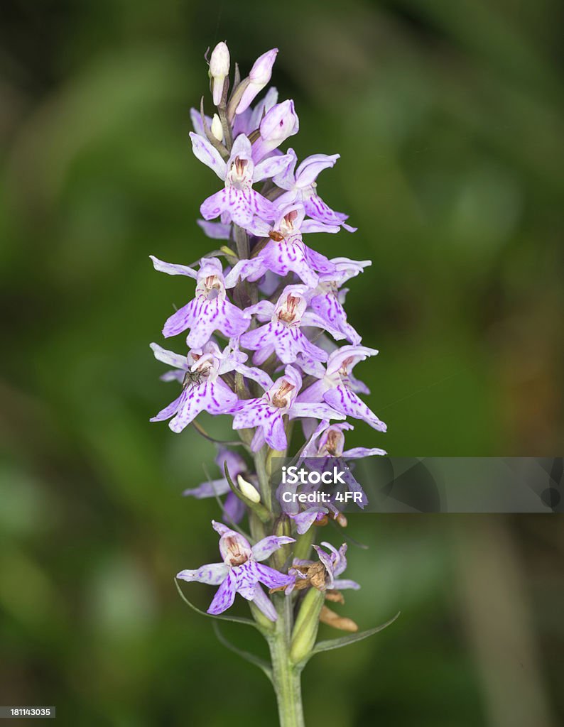 Gefleckte Knabenkraut, 히스 스파티드 연자주색, Dactylorhiza Maculata - 로열티 프리 히스 스파티드 오키드 스톡 사진