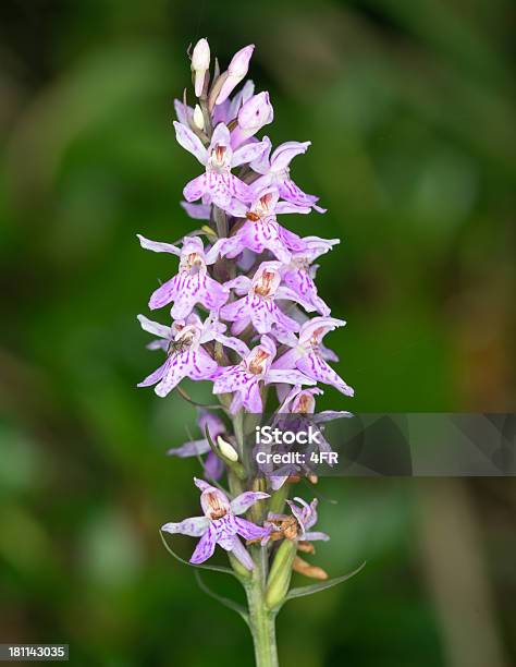 Gefleckte Knabenkraut Satiriãomalhado Dactylorhiza Maculata - Fotografias de stock e mais imagens de Satirião-malhado