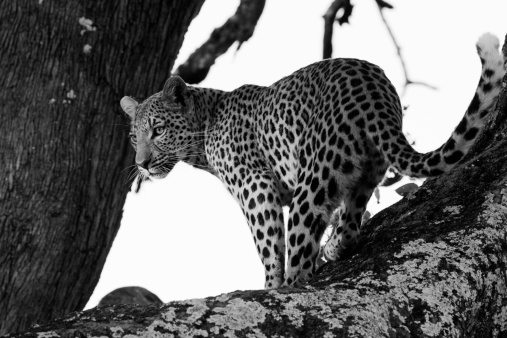 A wild leopard spotted on the Okavango Delta in Botswana.