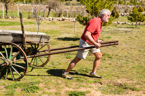 Senior men, in red t-shirt, gray hair and beard, wearing  shorts, with great effort pulling an old, empty horse cart. Green grass around against cloudy blue sky.