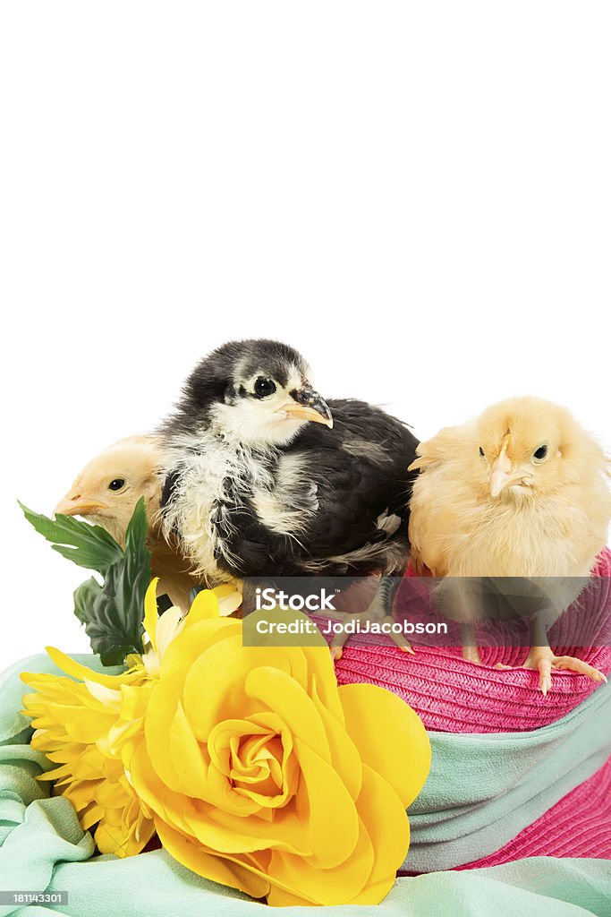 Trois Poussins sur un Chapeau de Pâques - Photo de Animal nouveau-né libre de droits