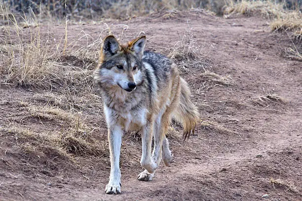 Male Mexican Gray Wolf loping along in a wildlife refuge in New Mexico.