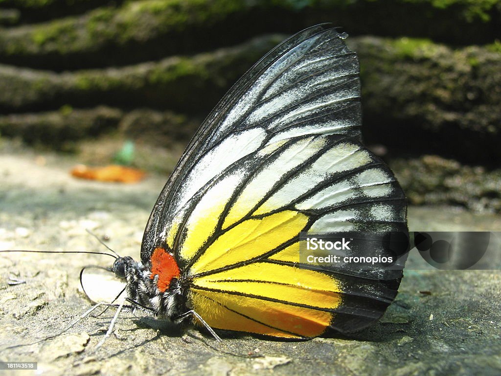 Mariposa blanca - Foto de stock de Animal libre de derechos