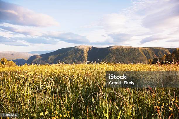 Prado Con Buttercups Al Atardecer Foto de stock y más banco de imágenes de Aire libre - Aire libre, Amarillo - Color, Belleza de la naturaleza