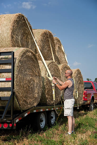 istock Man Strapping Down Hay Bales on Trailer 181143779