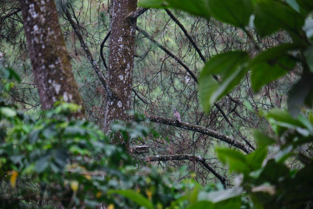 istock Perched Spotted Dove Amidst Natural Surroundings 1811437937