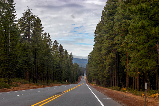 McKenzie Pass highway lined with lodge pole trees under cloudy skes in scenic Oregon, USA