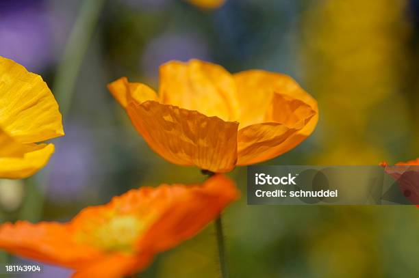Islandmohn Stockfoto und mehr Bilder von Baumblüte - Baumblüte, Blume, Blumenbeet