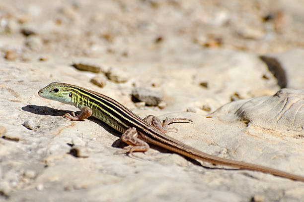 istock six lined racerunner  Aspidoscelis sexlineata 181143913