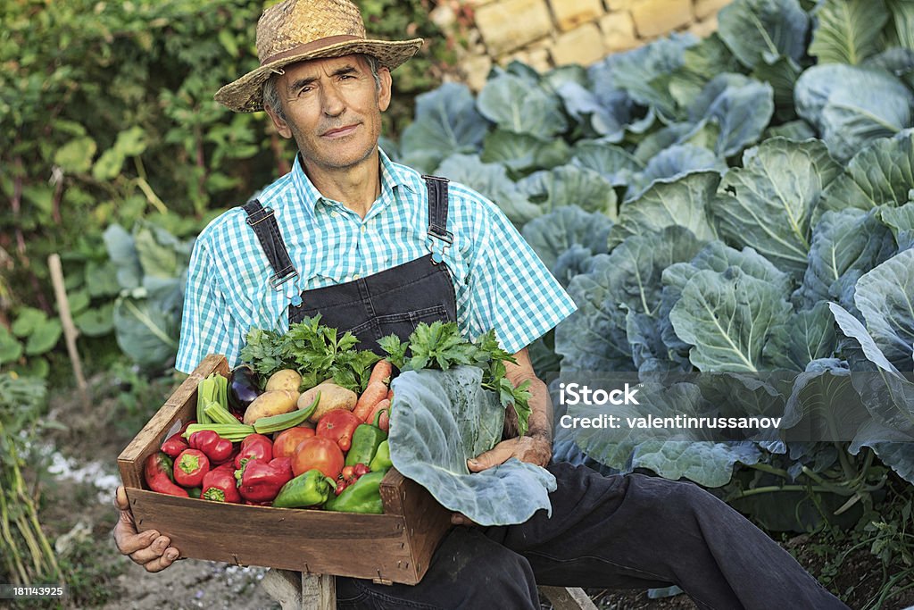 Agricultor Apanhar Frutos de hortícolas - Royalty-free Adulto Foto de stock