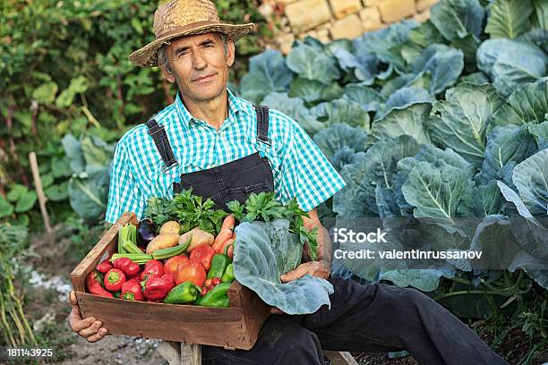 Agricultor Apanhar Frutos De Hortícolas - Fotografias de stock e mais imagens de Adulto - Adulto, Agricultor, Agricultura