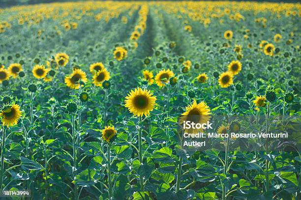 Campo Di Girasoli E Brillanti Luce - Fotografie stock e altre immagini di Ambientazione esterna - Ambientazione esterna, Ambiente, Campo