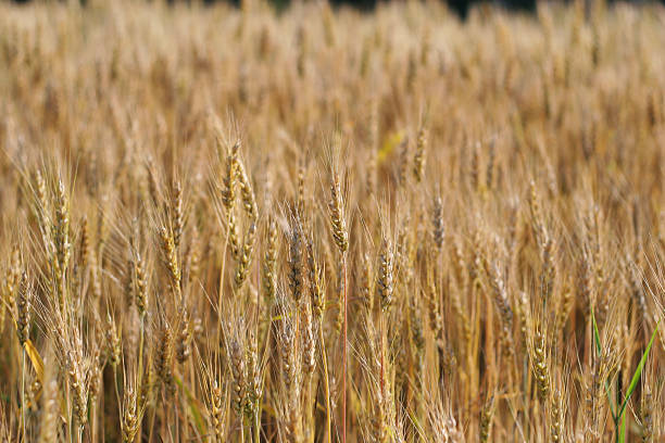 campo de trigo dorado - 08 - genetic research rural scene wheat photosynthesis fotografías e imágenes de stock