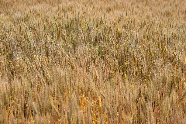 campo de trigo dorado - 09 - genetic research rural scene wheat photosynthesis fotografías e imágenes de stock