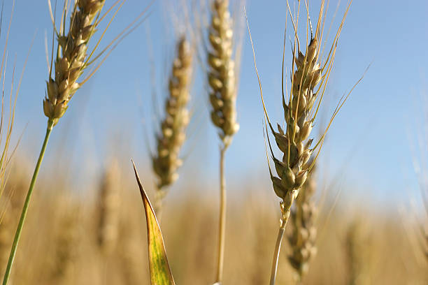 campo de trigo dorado - 10 - genetic research rural scene wheat photosynthesis fotografías e imágenes de stock