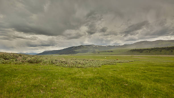 istock Wyoming  Prairie with Bison in background 181144216