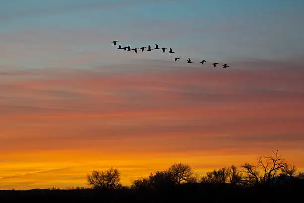 Beautiful sunrise with a line of Snow Geese flying across the sky