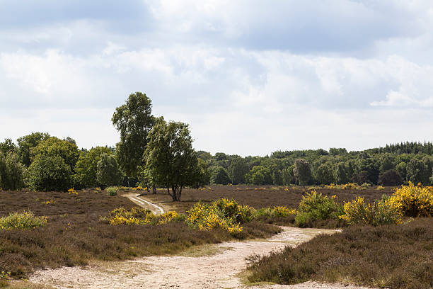istock Blooming broom grass on the moor 181144288