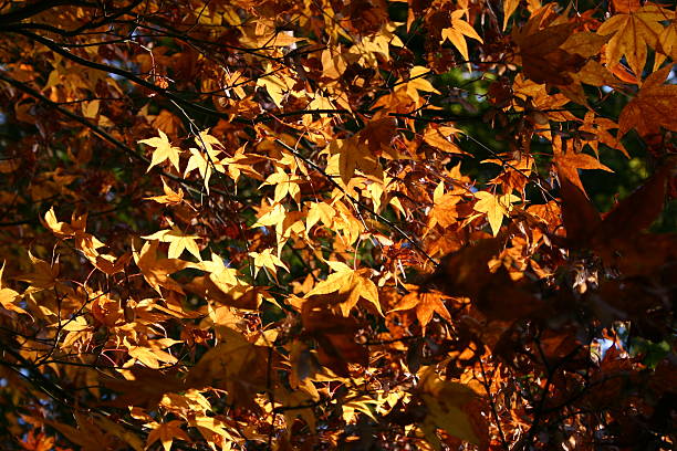 Illuminated Leaves stock photo