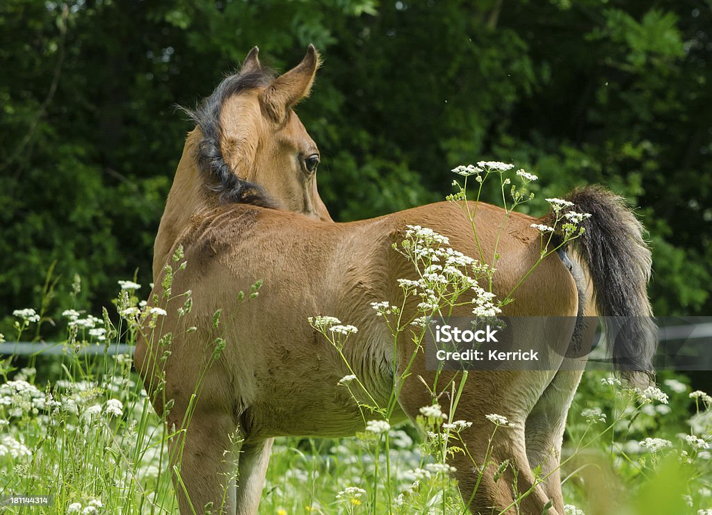 Asil cavalos árabes-Potro Retrato - Foto de stock de Animais Machos royalty-free