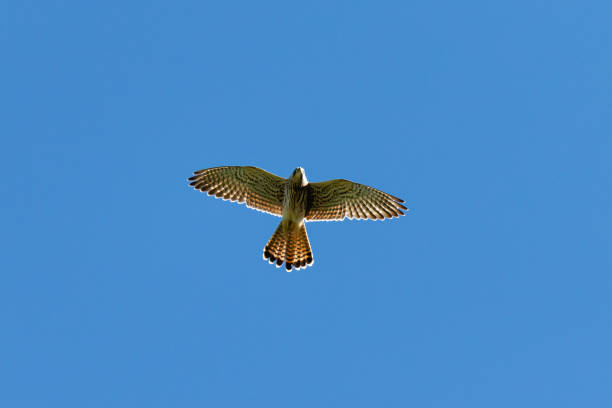 female Lesser kestrel flying (Falco naumanni)