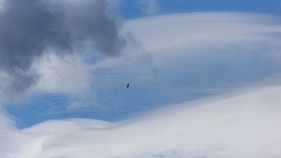 Daytime close-up from the distance of a single Common Kestrel flying over a mountain range against a moody sky
