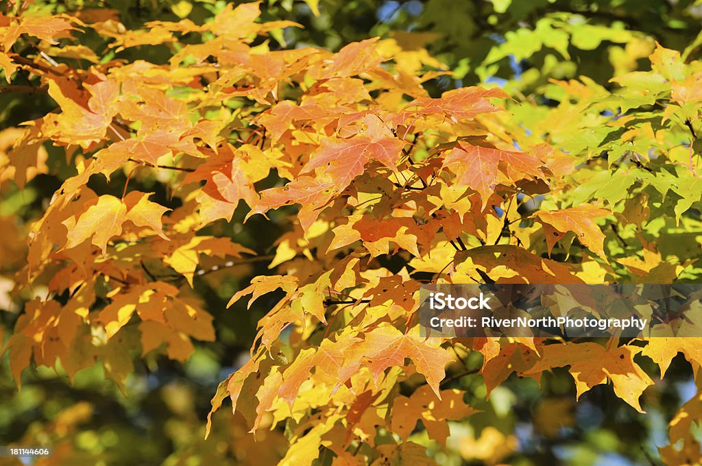 Листья из клен дерево в Осень - Стоко�вые фото Без людей роялти-фри