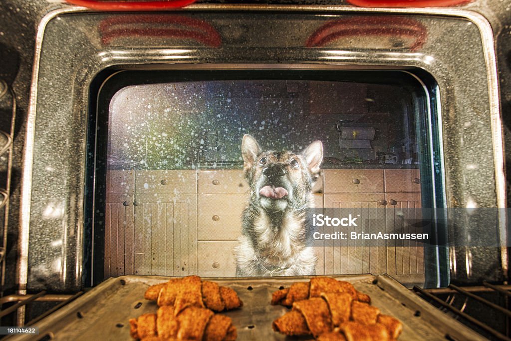 Perro supervisado hornear - Foto de stock de Horno - Cocina libre de derechos