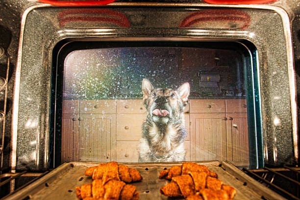 Cane sotto la supervisione Cuocere al forno - foto stock