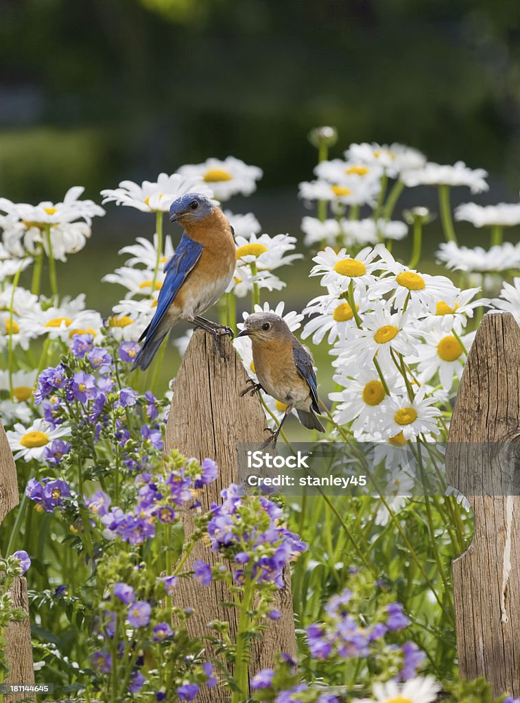 Pair of Eastern Bluebirds, male and female "Eastern Bluebirds, male and female, perched on a Wooden Picket Fence" Wildflower Stock Photo
