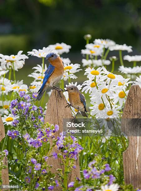 Pair Of Eastern Bluebirds Male And Female Stock Photo - Download Image Now - Wildflower, Bluebird - Bird, Photography