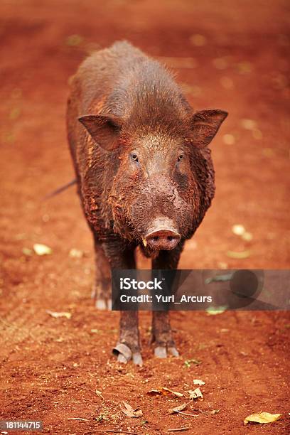 Wild Boar Thai Guardando La Telecamera - Fotografie stock e altre immagini di Ambientazione esterna - Ambientazione esterna, Animale, Animale da safari