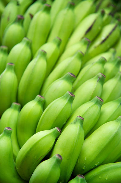 Bunch of fresh green plantain bananas full frame vertical