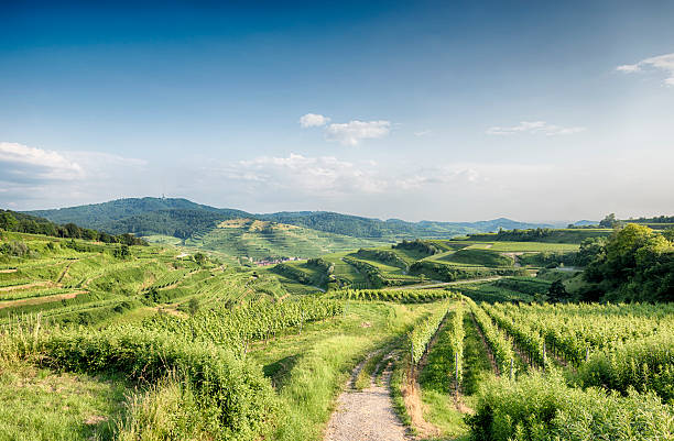 Kaiserstuhl Weinberge Deutschland – Foto