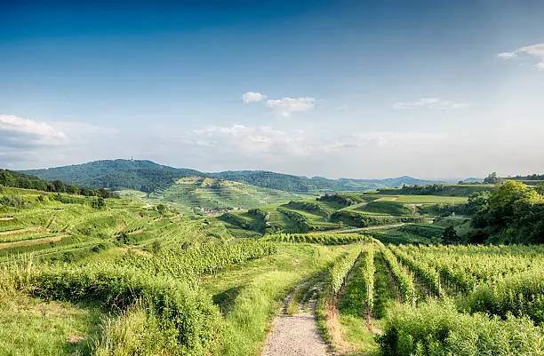 View at the vineyards of the Kaiserstuhl in Germany.