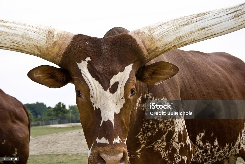 Longhorn Bull Close up of a longhorn bull.Please also see my lightbox: Texas Longhorn Cattle Stock Photo