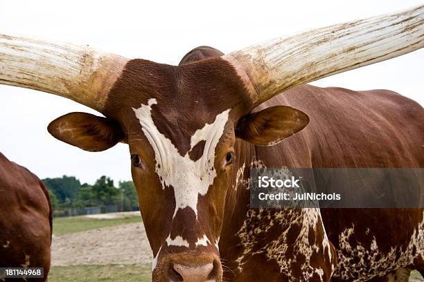 Longhorn Bull Stock Photo - Download Image Now - Texas Longhorn Cattle, Animal, Bull - Animal