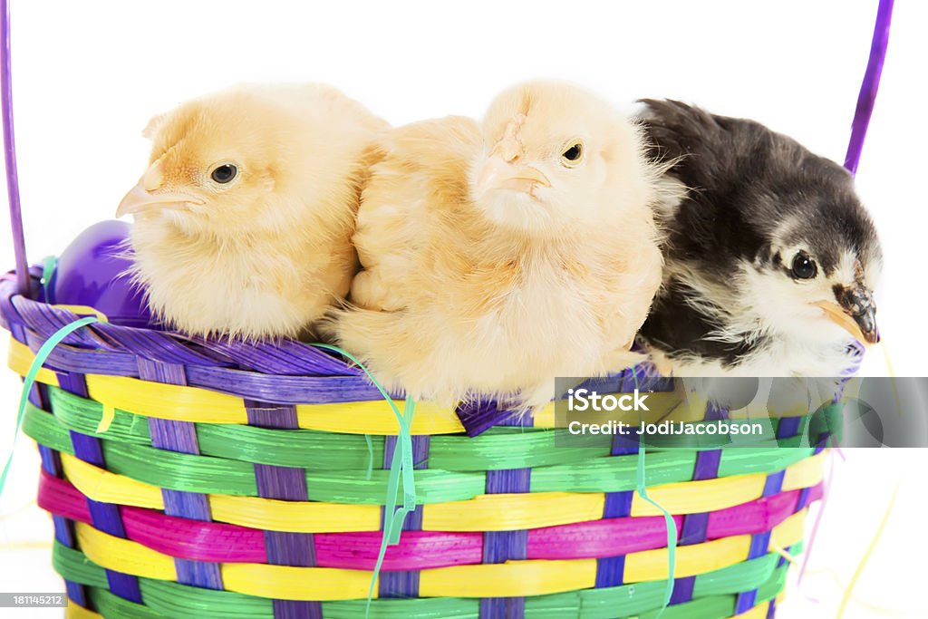 Drei chicks in einem Easter basket - Lizenzfrei Berühren Stock-Foto