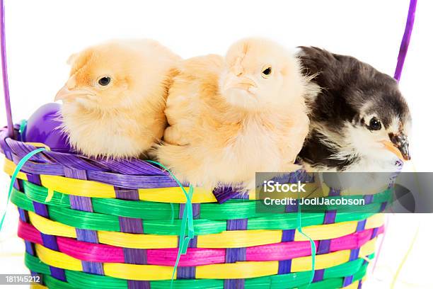 Drei Chicks In Einem Easter Basket Stockfoto und mehr Bilder von Berühren - Berühren, Bunt - Farbton, Drei Tiere