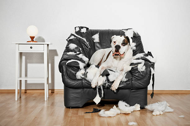 istock Boxer dog destroyed a leather armchair. 181145264