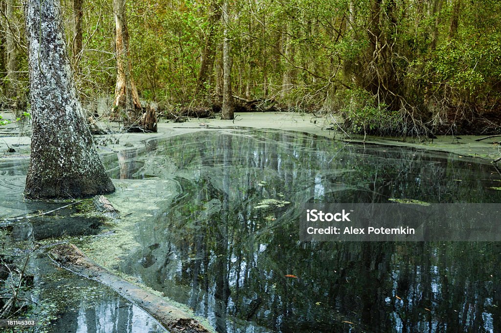 Swamp en Carolina del Sur, EE.UU. - Foto de stock de Agua libre de derechos