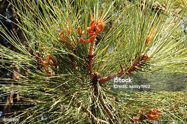 Baby Pine Chmielowe Do Siewu - zdjęcia stockowe i więcej obrazów 2000-2009 - 2000-2009, Bez ludzi, Bliski