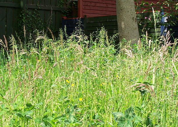 Meadow and Fence stock photo