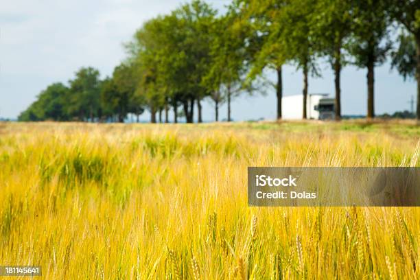 Campo De Trigo Foto de stock y más banco de imágenes de Agricultura - Agricultura, Aire libre, Alimento