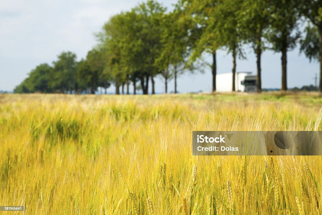 campo de trigo - Foto de stock de Agricultura royalty-free