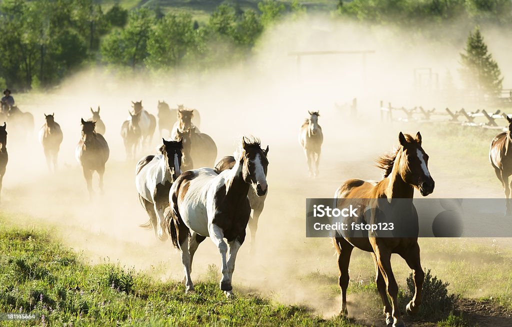 Ранчо: Стадо лошадок galloping выход из Ранчо ворота - Стоковые фото Монтана роялти-фри