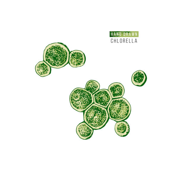 Hand drawn chlorella algae Hand drawn colorful chlorella algae isolated on white background. Vector illustration chlorella stock illustrations